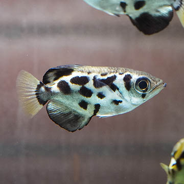 Clouded Archer Fish