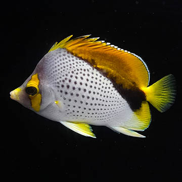 Declivis Butterflyfish