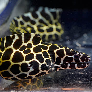 Tessalata Eel, 18
