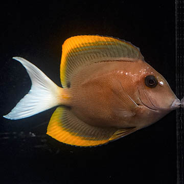 Bristletooth Tomini Tang, 3.5, Blemished