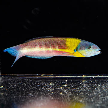Paddlefin Wrasse, 5