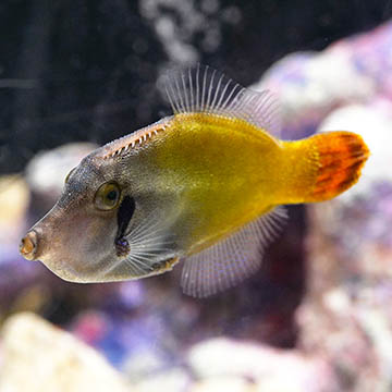 Blackbar File Fish. 3.5