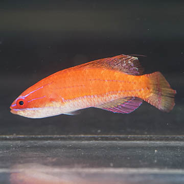 McCosker's Flasher Wrasse, 2