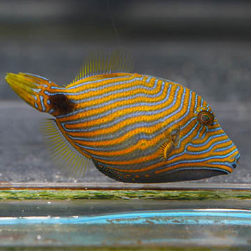 Undulated Triggerfish, 2.75
