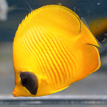Golden Semilarvatus Butterflyfish, 4.25