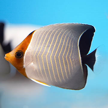 Hooded Butterflyfish, 3 [Expert Only]