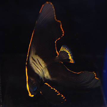 Pinnatus Batfish, 8 EXPERT ONLY