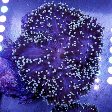 Ritteri Anemone Purple