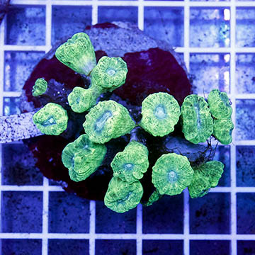 Candy Cane Coral Indonesia