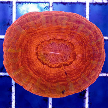 Scolymia Coral Australia, Red