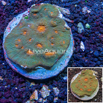 Ultra Chalice Coral Indonesia