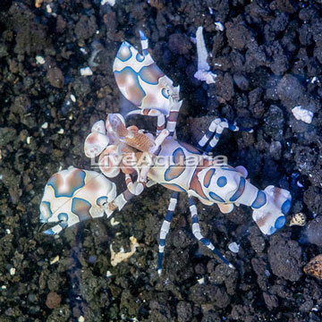 Harlequin Shrimp, Female