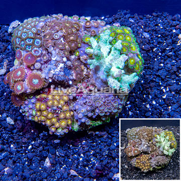 Zoanthus and Sinularia Combo Rock Indonesia