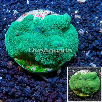 Rhodactis Mushrooms Indonesia