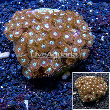 Zoanthus Coral Indonesia