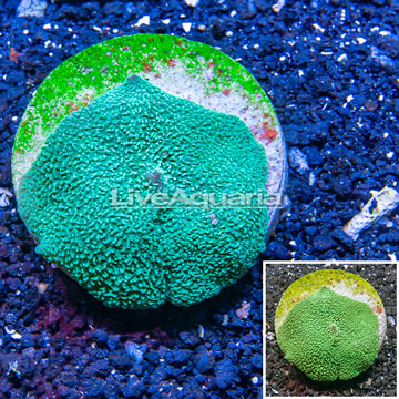 Rhodactis Mushrooms Indonesia