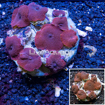 Mushroom Coral Indonesia
