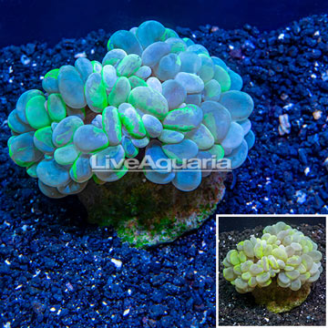 Bubble Coral Indonesia