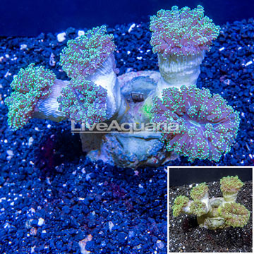 Frogspawn Coral Indonesia