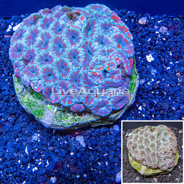 Acan Lord Coral Indonesia