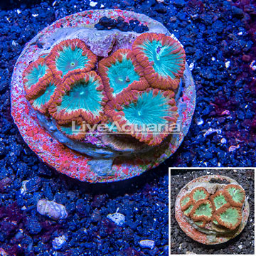 Blastomussa Coral Indonesia