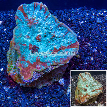 Ultra Chalice Coral Indonesia