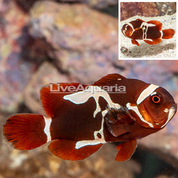 Captive-Bred Peacekeeper Maroon Clownfish