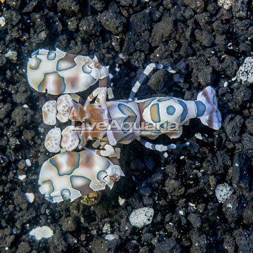 Harlequin Shrimp, Female