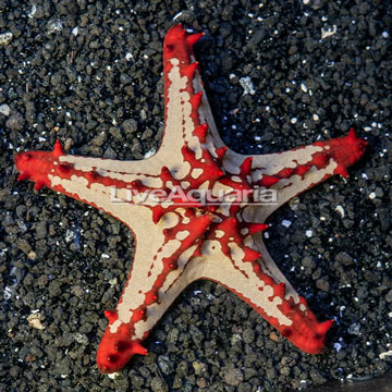 Red Knob Sea Star