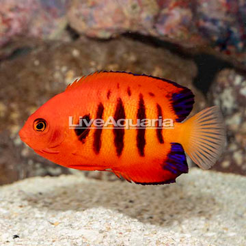 Flame Angelfish