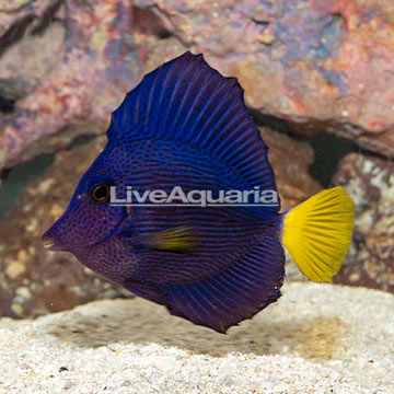 Purple Tang [Blemish]