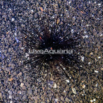 Black Longspine Urchin