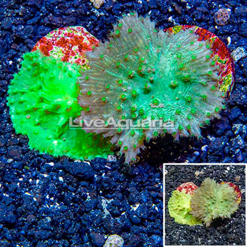 LiveAquaria® Two Pack Cultured Green Cabbage Leather Coral