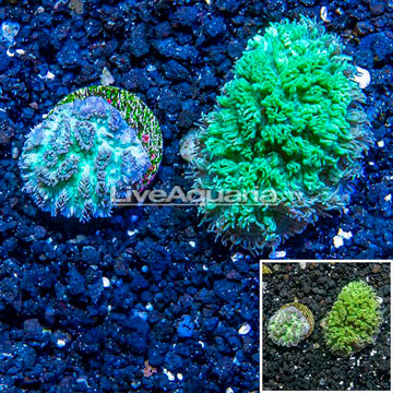 LiveAquaria® Two Pack Cultured Hydnophora Coral