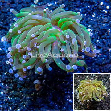 LiveAquaria® Cultured Torch Coral