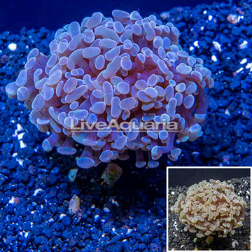 LiveAquaria® Cultured Hammer Coral