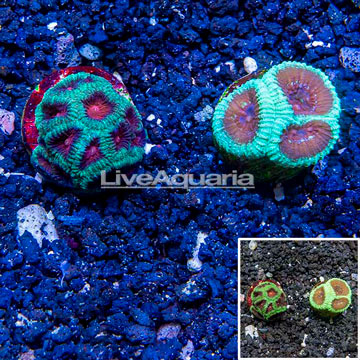LiveAquaria® Two Pack Cultured Favia Coral