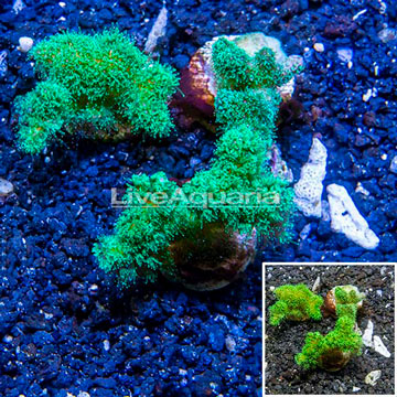 LiveAquaria® Three Pack Cultured Pocillopora Coral