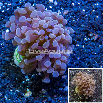 LiveAquaria® Cultured Hammer Coral