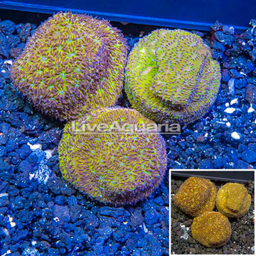 LiveAquaria® Three Pack Cultured Leptoseris Coral