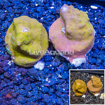 LiveAquaria® Two Pack Cultured Psammacora Coral