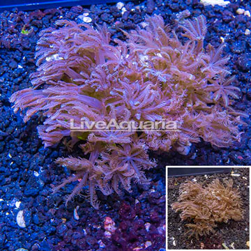 LiveAquaria® Two Pack Cultured Waving Hand Coral