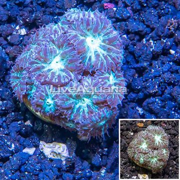 LiveAquaria® Cultured Blastomussa Coral