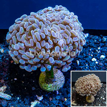 LiveAquaria® Cultured Hammer Coral