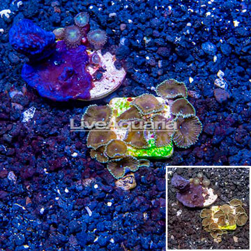 LiveAquaria® Two Pack Cultured Zoanthus and Potosynthetic Plating Sponge