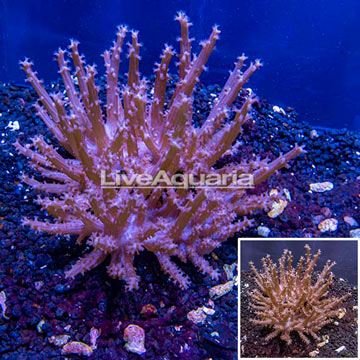 Tree Coral Indonesia