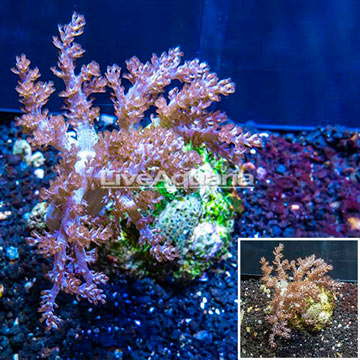 Pineapple Tree Coral Indonesia