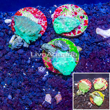 LiveAquaria® Three Pack Cultured Green Cabbage Leather Coral