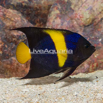 Asfur Angelfish