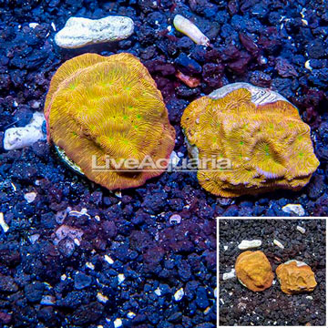LiveAquaria® Two Pack Cultured Leptoseris Coral